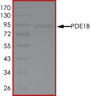 SDS-PAGE - Recombinant human PDE1B protein (GST tag N-Terminus) (AB125652)