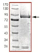 SDS-PAGE - Recombinant human PDE1B protein (GST tag N-Terminus) (AB125652)