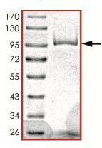SDS-PAGE - Recombinant human PDE1C/PDE1 protein (AB125567)
