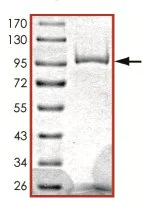 SDS-PAGE - Recombinant human PDE1C/PDE1 protein (AB125567)