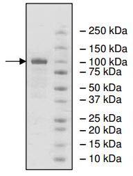 Recombinant human PDE1C/PDE1 protein