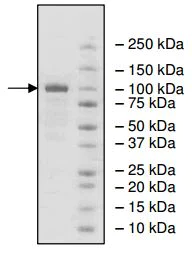 SDS-PAGE - Recombinant human PDE1C/PDE1 protein (AB198450)