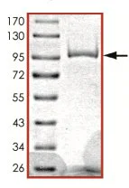 SDS-PAGE - Recombinant human PDE1C/PDE1 protein (GST tag N-Terminus) (AB125567)