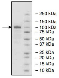 SDS-PAGE - Recombinant human PDE1C/PDE1 protein (GST tag N-Terminus) (AB198450)