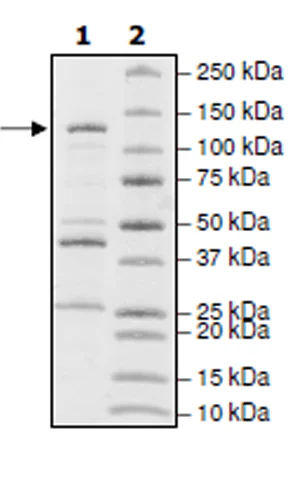 SDS-PAGE - Recombinant human PDE2A protein (Active) (GST tag N-Terminus) (AB271676)