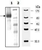 SDS-PAGE - Recombinant human PDE2A protein (DDDDK tag N-Terminus) (AB198457)