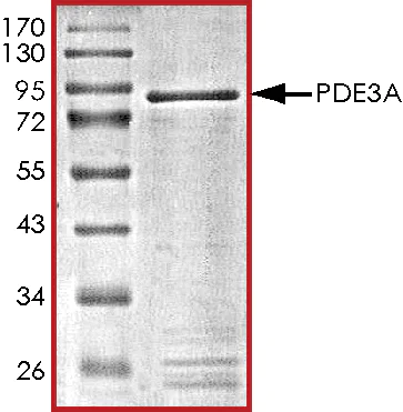 SDS-PAGE - Recombinant human PDE3A protein (AB125545)