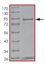 SDS-PAGE - Recombinant human PDE3A protein (AB125545)