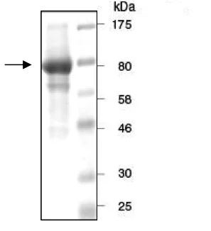 SDS-PAGE - Recombinant human PDE3A protein (His tag N-Terminus + GST tag N-Terminus) (AB198445)