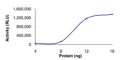 Recombinant human PDE3B protein