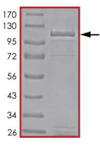 SDS-PAGE - Recombinant human PDE4A protein (AB125603)