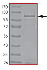 SDS-PAGE - Recombinant human PDE4A protein (GST tag N-Terminus) (AB125603)