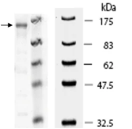 SDS-PAGE - Recombinant human PDE4A protein (GST tag N-Terminus) (AB198423)