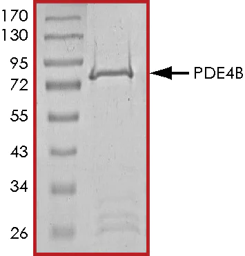 SDS-PAGE - Recombinant human PDE4B protein (AB125582)