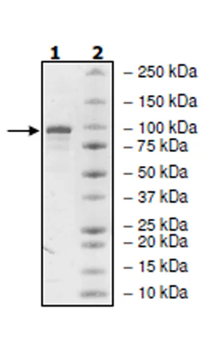SDS-PAGE - Recombinant human PDE4B protein (Active) (GST N-Terminus + His tag C-Terminus) (AB271679)