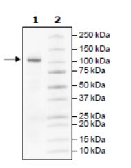 Recombinant human PDE4B3 protein (Active)