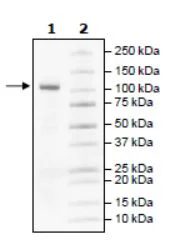 SDS-PAGE - Recombinant human PDE4B3 protein (Active) (GST tag N-Terminus) (AB271680)