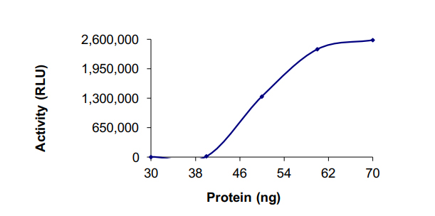 Recombinant human PDE4C protein