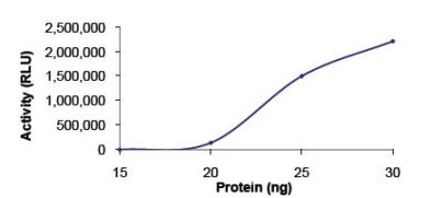 Functional Studies - Recombinant human PDE4C protein (AB125647)