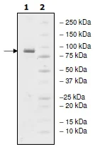 SDS-PAGE - Recombinant human PDE4D protein (AB198456)