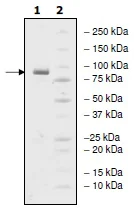 SDS-PAGE - Recombinant human PDE4D protein (GST tag N-Terminus) (AB198456)