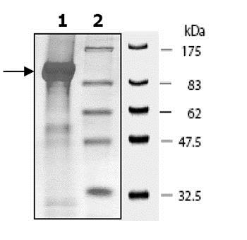 Recombinant human PDE4D3 protein