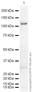 Western blot - Recombinant human PDE4D3 protein (AB80332)