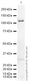 Western blot - Recombinant human PDE4D3 protein (GST tag N-Terminus) (AB80332)