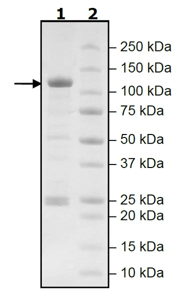 SDS-PAGE - Recombinant human PDE4D7 protein (Active) (AB271681)