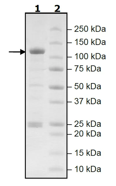 SDS-PAGE - Recombinant human PDE4D7 protein (Active) (GST tag N-Terminus) (AB271681)
