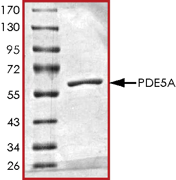 SDS-PAGE - Recombinant human PDE5A/PDE5 protein (AB125581)
