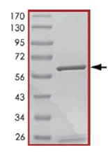 SDS-PAGE - Recombinant human PDE5A/PDE5 protein (GST tag N-Terminus) (AB125581)