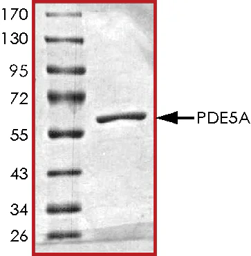 SDS-PAGE - Recombinant human PDE5A/PDE5 protein (GST tag N-Terminus) (AB125581)