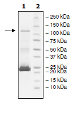 SDS-PAGE - Recombinant human PDE6C protein (Active) (AB271682)