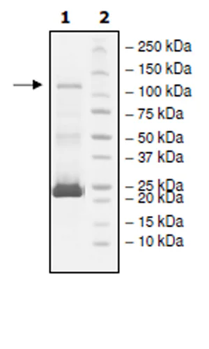 SDS-PAGE - Recombinant human PDE6C protein (Active) (GST tag N-Terminus) (AB271682)