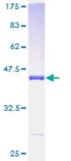 SDS-PAGE - Recombinant Human PDE6D protein (GST tag N-Terminus) (AB275909)