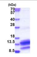 SDS-PAGE - Recombinant Human PDE6H protein (AB183245)
