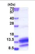 SDS-PAGE - Recombinant Human PDE6H protein (His tag N-Terminus) (AB183245)