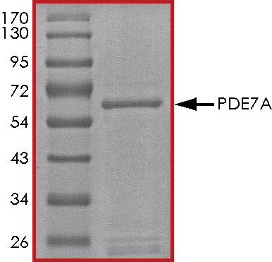 SDS-PAGE - Recombinant human PDE7A/HCP1 protein (AB125786), expandable thumbnail