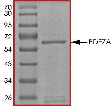 SDS-PAGE - Recombinant human PDE7A/HCP1 protein (AB125786)