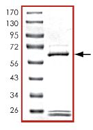 SDS-PAGE - Recombinant human PDE7A/HCP1 protein (AB125786), expandable thumbnail