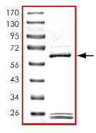 SDS-PAGE - Recombinant human PDE7A/HCP1 protein (AB125786)