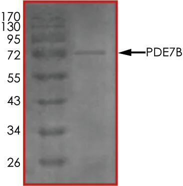 SDS-PAGE - Recombinant human PDE7B protein (AB101593)