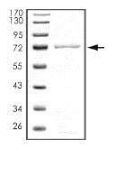 SDS-PAGE - Recombinant human PDE7B protein (AB101593)