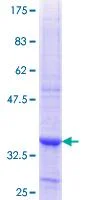SDS-PAGE - Recombinant Human PDE8A protein (GST tag N-Terminus) (AB114643)