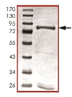 SDS-PAGE - Recombinant human PDE9A protein (AB125666)