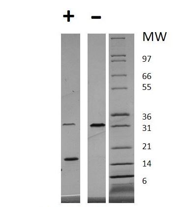SDS-PAGE - Recombinant human PDGF AA protein (Active) (AB269152), expandable thumbnail
