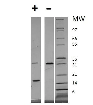 SDS-PAGE - Recombinant human PDGF AA protein (Active) (AB269152)