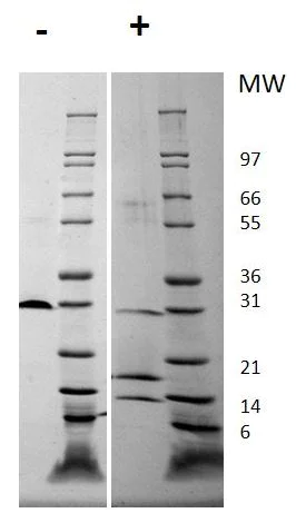 SDS-PAGE - Recombinant human PDGF AB protein (Animal Free) (AB179496)