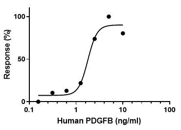 Functional Studies - Recombinant human PDGF B protein (Active) (AB259425)